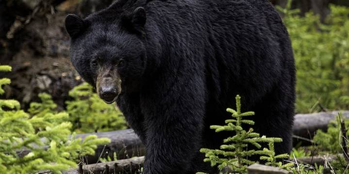 Gatlinburg asks people to use fake produce in fall decorations to avoid attracting bears