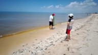 Aplican contingencia por algas tóxicas en costas de Yucatán