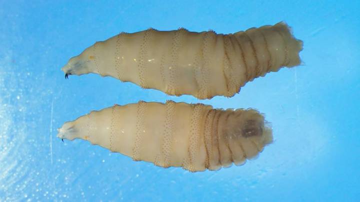 First human case of flesh-eating screwworm parasite detected in the U.S. – NBC Boston