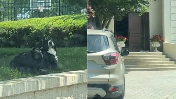 New Jersey Pup’s Attempted Getaway Leaves His Mom Crying With Laughter