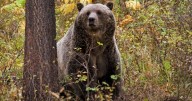 Highwood Mountains black bear hunt: Outfitter killed a grizzly, prosecutors say