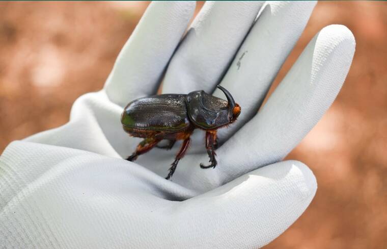 Group seeks interim rule to protect Molokai from invasive beetles