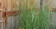 Year-round gardening: Autumn in Colorado should be a busy time for gardeners