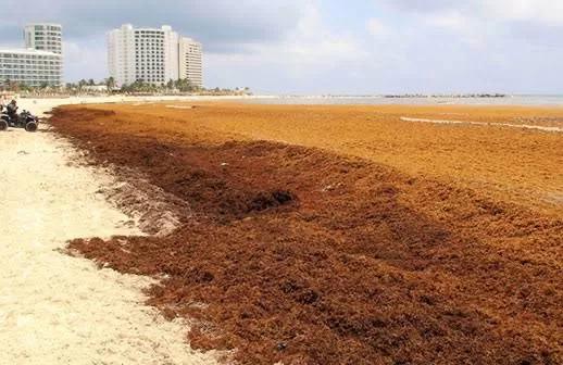 Advierte experto que “se acabaria el negocio del turismo”, si no se atiende el sargazo