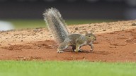 Red Sox, Yankees Talk Squirrel Delay, ‘It Made A Little Noise At Me’