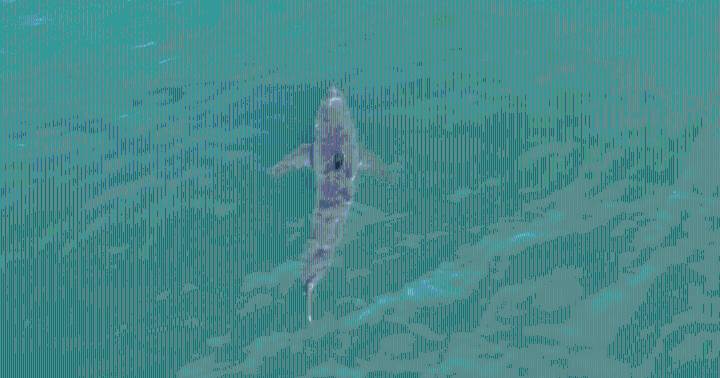 Drone footage of great white shark near Maine beach goes viral