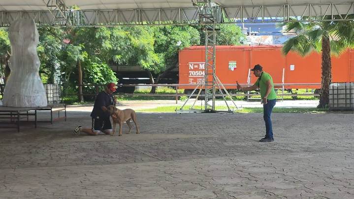 ¿Tu perro tiene problemas de conducta? Llévalo a este centro de adiestramiento