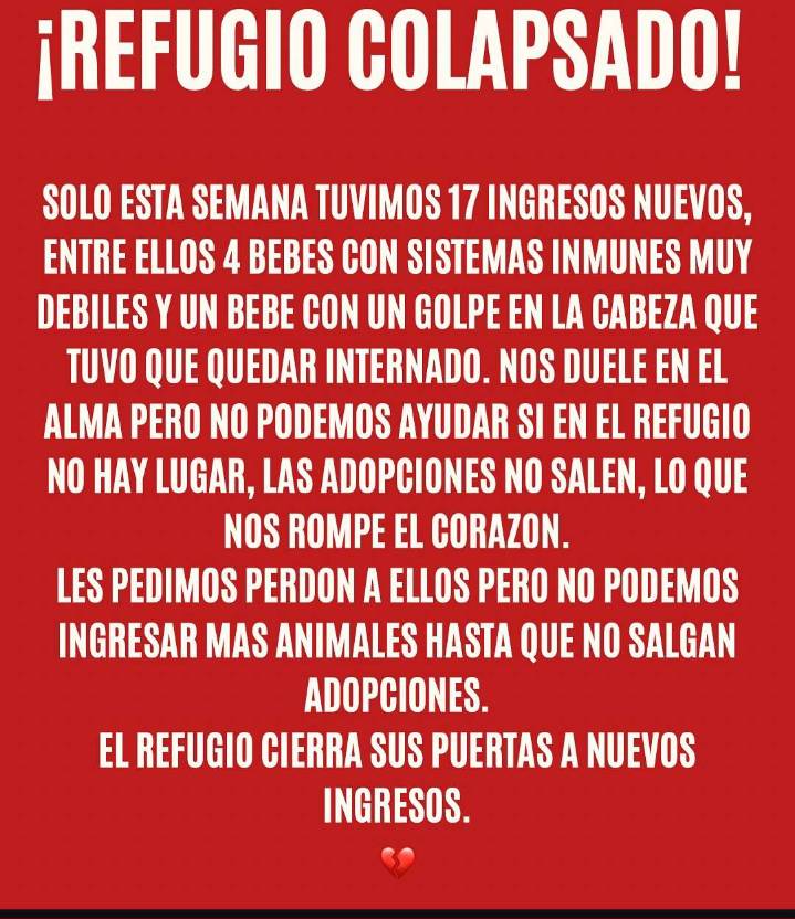 Adopciones Quilmes colapsado: no pueden recibir más animales hasta que salgan adopciones