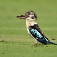 Scientists find surprising sex reversal in Australian birds