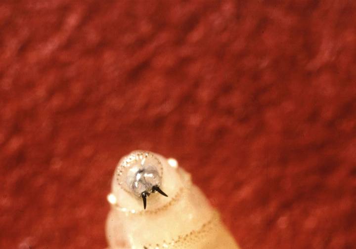 Person in U.S. diagnosed with New World screwworm parasite