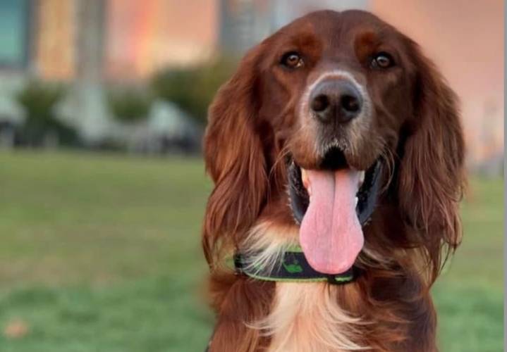 Meet Seamus, N.J. police department’s first therapy dog