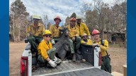 Brighty, damaged by wildfire, begins journey for restoration