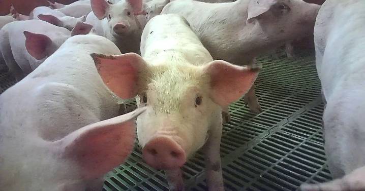 Tesco and Asda suspend certain food products after animal cruelty reports