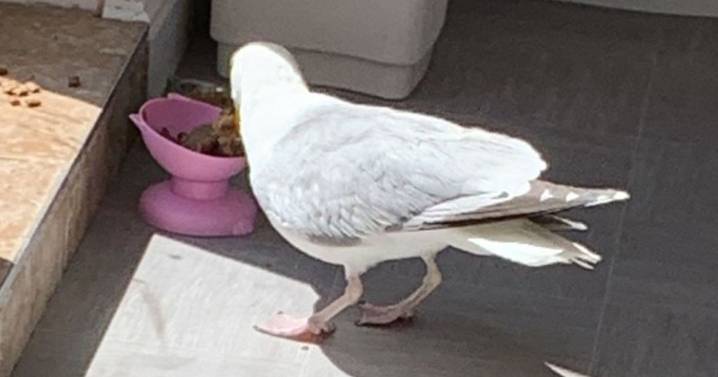 B&B owner leaves guests stunned with 'best friend' seagull who has been visiting her for 15 years