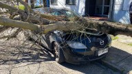 Árbol colapsa en calle céntrica de Talca y daña tres autos: reabre debate sobre mantención urbana