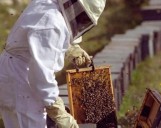 Inscriben al Segundo Curso de Apicultura que se realizará en septiembre en Sáenz Peña