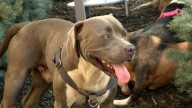 Un pit bull logra captar la atención de un hombre y salva a sus dueños que estaban inconscientes