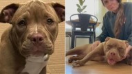 Dog Who Loses Home For A Truly Heartbreaking Reason Thrives Again Thanks To Florida Foster