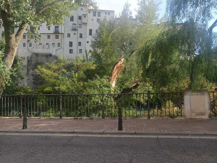 Los vecinos de San Antón piden talar los árboles «viejos» que invaden la calzada del Paseo del Júcar