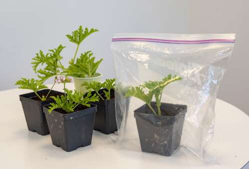 How to overwinter annuals, avoid wasp stings and train espaliers