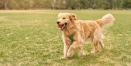 The Top 15 Dog Breeds for Runners, According to Research