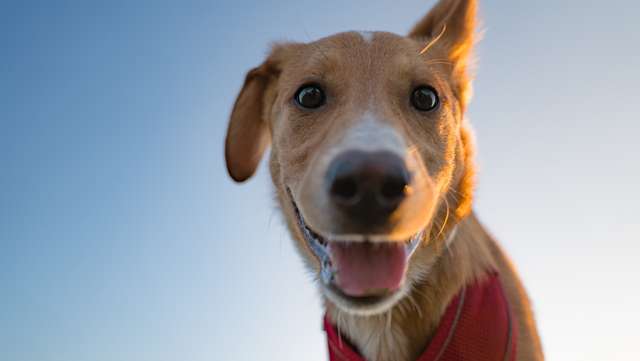 Study says people often miscalculate climate choices — one surprise is owning a dog