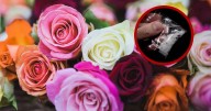 Oculto en rosas hallan millonario cargamento de metanfetamina en Texas