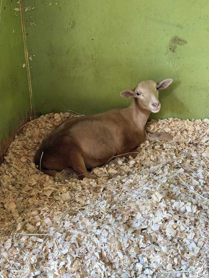 Williamsburg Animal Sanctuary’s Rescue Lamb in Need of Community’s Help