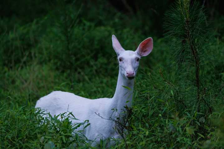 Una cierva blanca en Carolina del Norte sorprende a fotógrafo