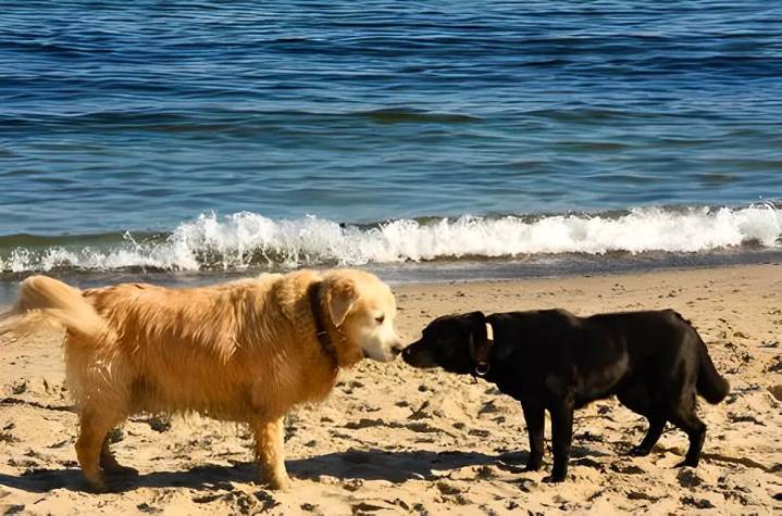 Mogán estudia autorizar el acceso de perros a playas del municipio