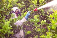 Las plagas que amenazan a Chile producto del cambio climático