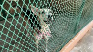 En Mazatlán ya se han dado en adopción 40 mascotas en jornadas responsables