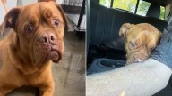 Dog Dumped After 7 Years In A Loving Home Leaves Texas Shelter Staff Heartbroken