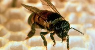 Superfood for bees to fight against threats developed using Bay Area gene editing technology
