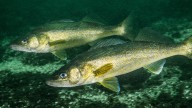 Walleye limit on Mille Lacs Lake raised to three starting Saturday