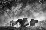 ‘Ghost Elephants’ Review: Werner Herzog Angolan Adventure Documentary