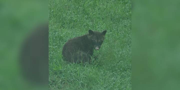 Reported ‘bear’ sighting sparks disagreement among wildlife professionals