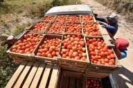 Productores de jitomate piden precio mínino para poder seguir exportando: CSP