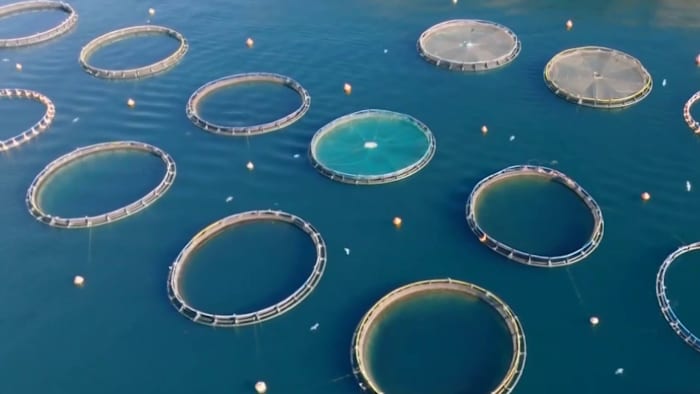New tariffs could boost Gulf Coast seafood industry, as lawmakers push for sustainable aquaculture