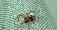 Britain's ‘most dangerous’ sex-starved spiders are marching across nation looking for love