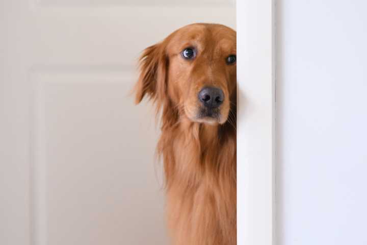 Owner Asks Internet Why Dog Is 'So Sneaky,' What They Capture Goes Viral