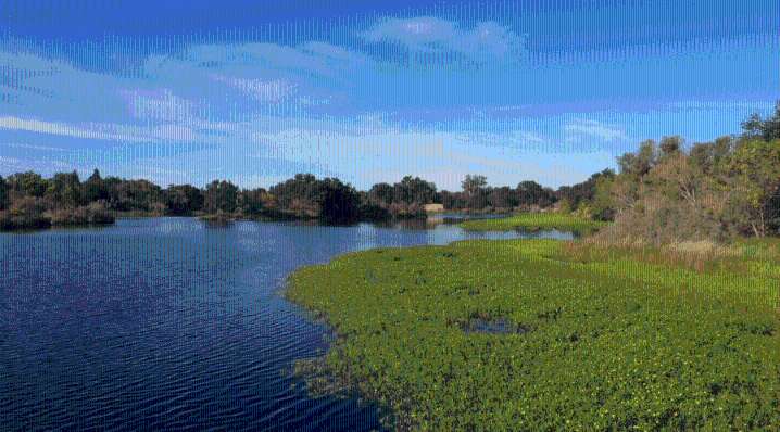 Invasive plant removal efforts gain momentum along American River