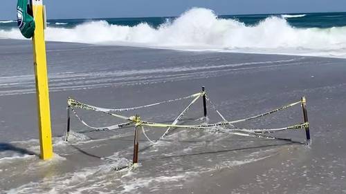 Hurricane Erin destroys sea turtle nests