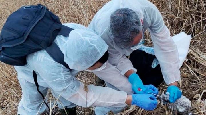 Investigan la muerte de una decena de polluelos de gaviota en una isla próxima al Cabo Peñas
