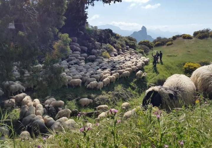 Ayuda económica para los últimos pastores trashumantes de Gran Canaria