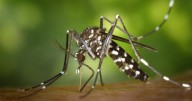 Alerta en Galicia: la Xunta advierte de la presencia del mosquito tigre en el municipio pontevedrés de Mos