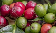 Producción de café alcanza 90 % en varias zonas del departamento