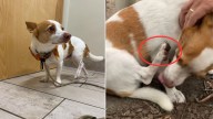 North Carolina Couple Stunned by $150 Vet Visit After Learning What Their Dog’s “Injury” Really Was