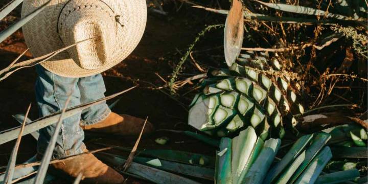 Alertan a mezcaleros ante  presuntos fraudes con créditos