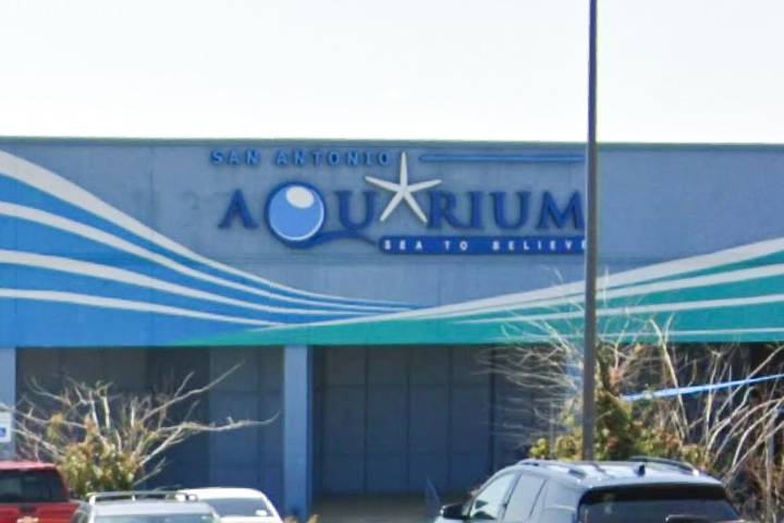 Texas Aquarium Defends Octopus After It Left 6-Year-Old Boy Covered in Bruises— Claims Mom 'Leaned' Him Over